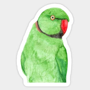 Rose-ringed parakeet or ring-necked parrots watercolor - bird painting Sticker
